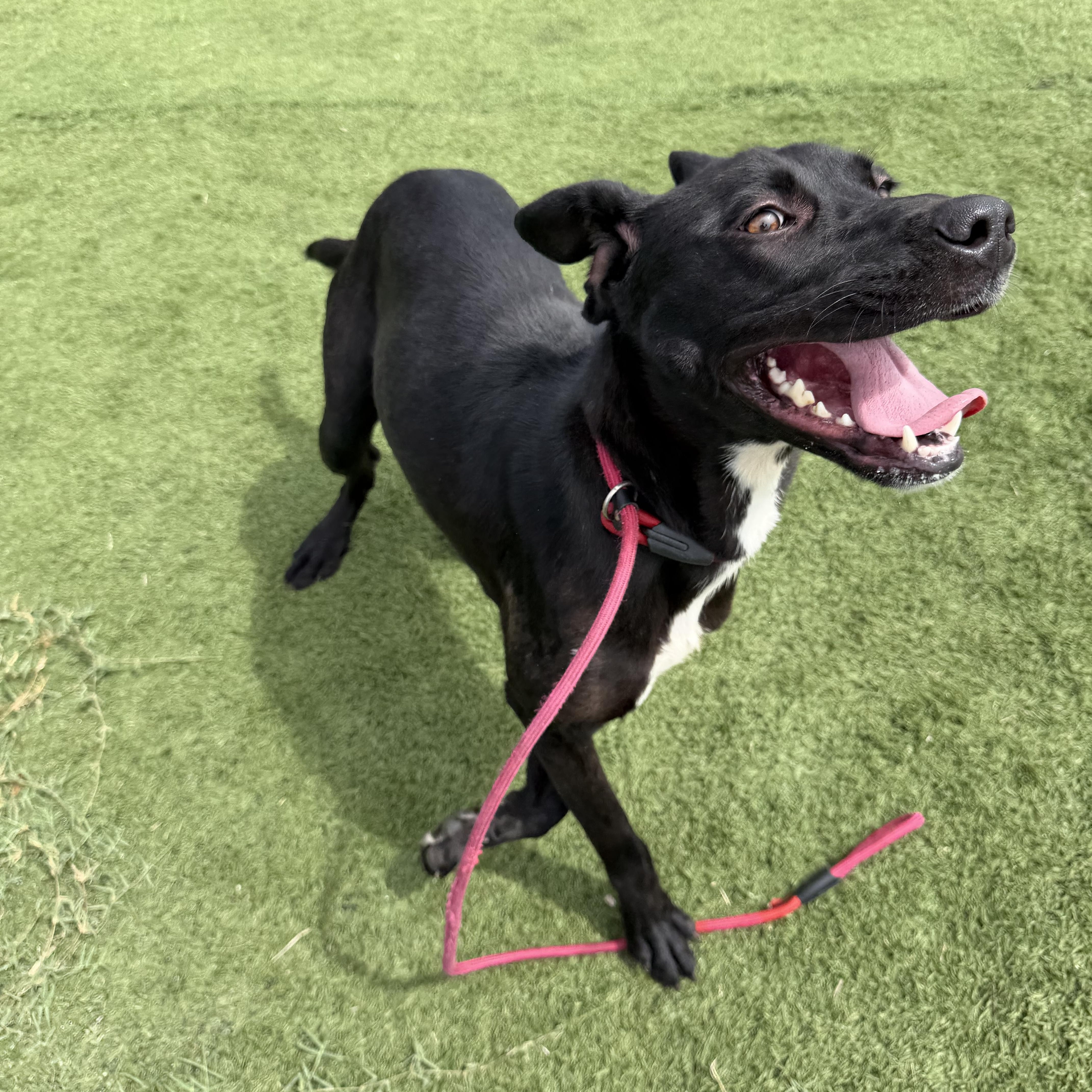 Piper, ADOPTABLE, Young Female Black Labrador Retriever.