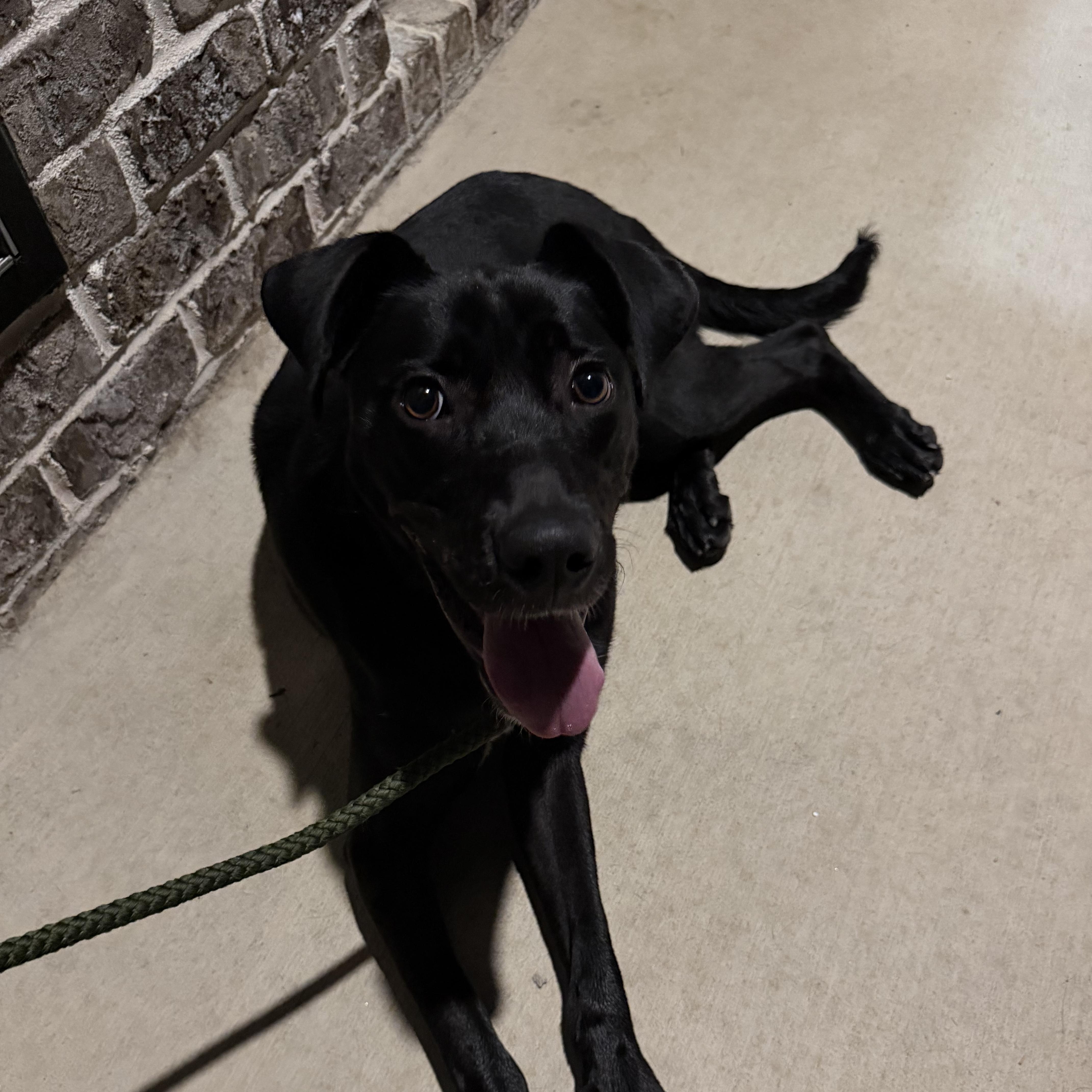 Enlarge Piper, a ADOPTABLE mixed breed in Albemarle, NC image 1/5
