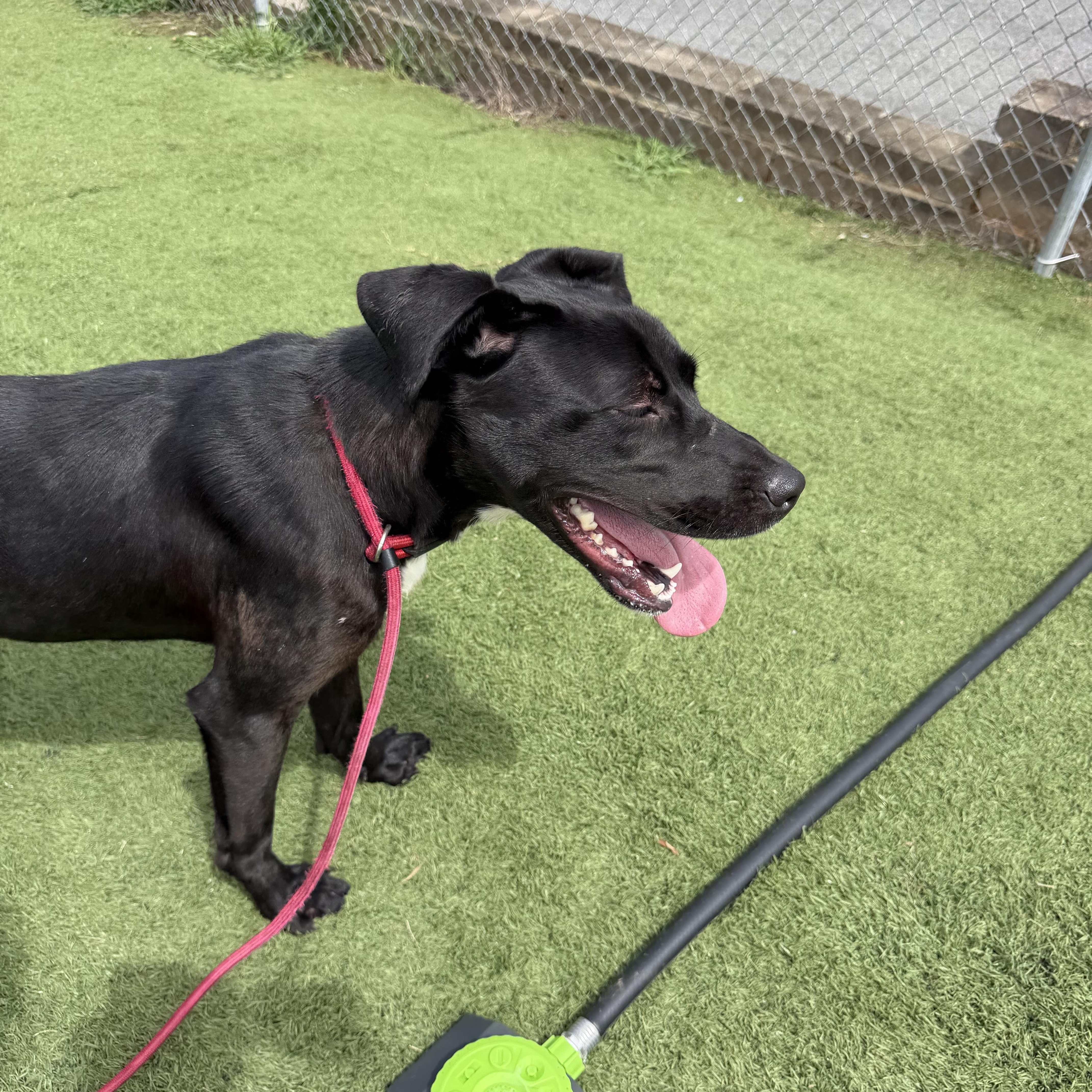 Enlarge Piper, a ADOPTABLE mixed breed in Albemarle, NC image 2/3