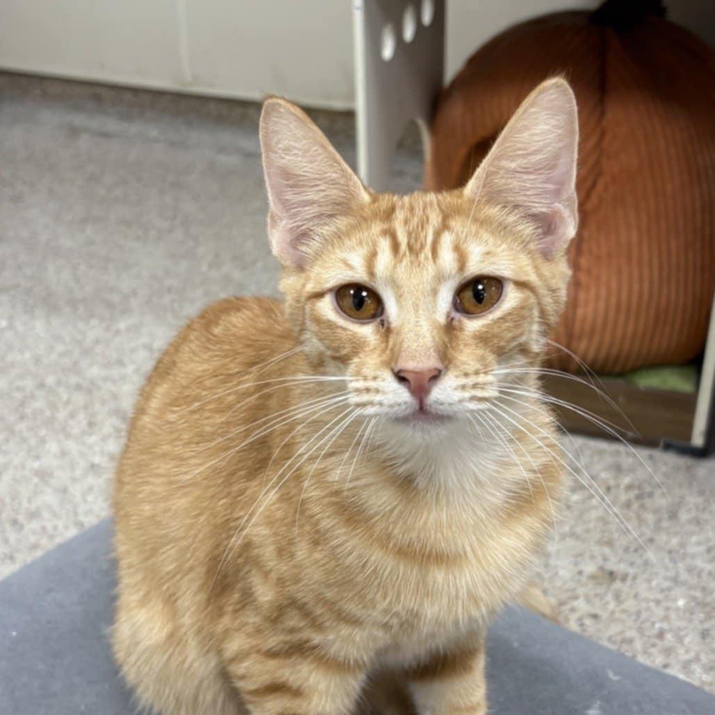 Enlarge Peter, a ADOPTABLE Domestic Short Hair in Umatilla, FL image 1/1