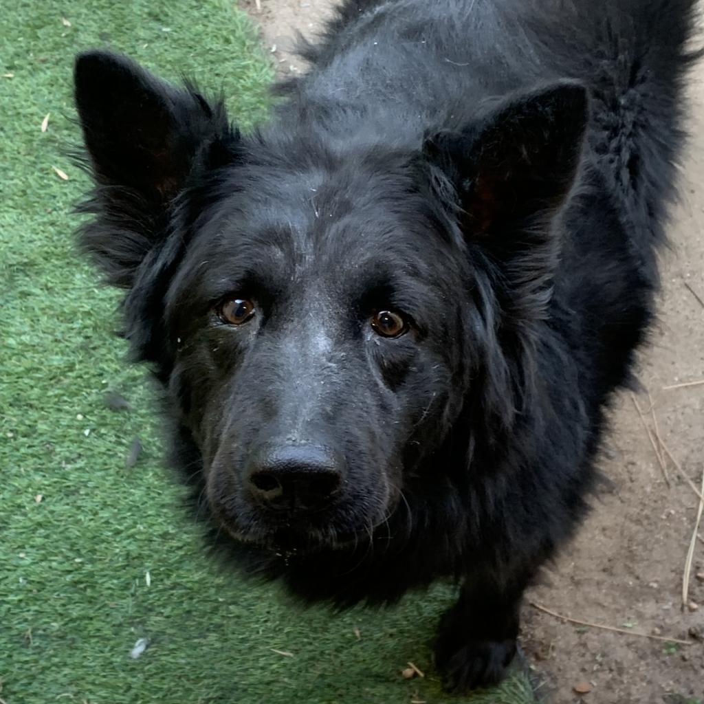 Enlarge Roo, a Adoptable mixed breed in Fort Collins, CO image 3/6