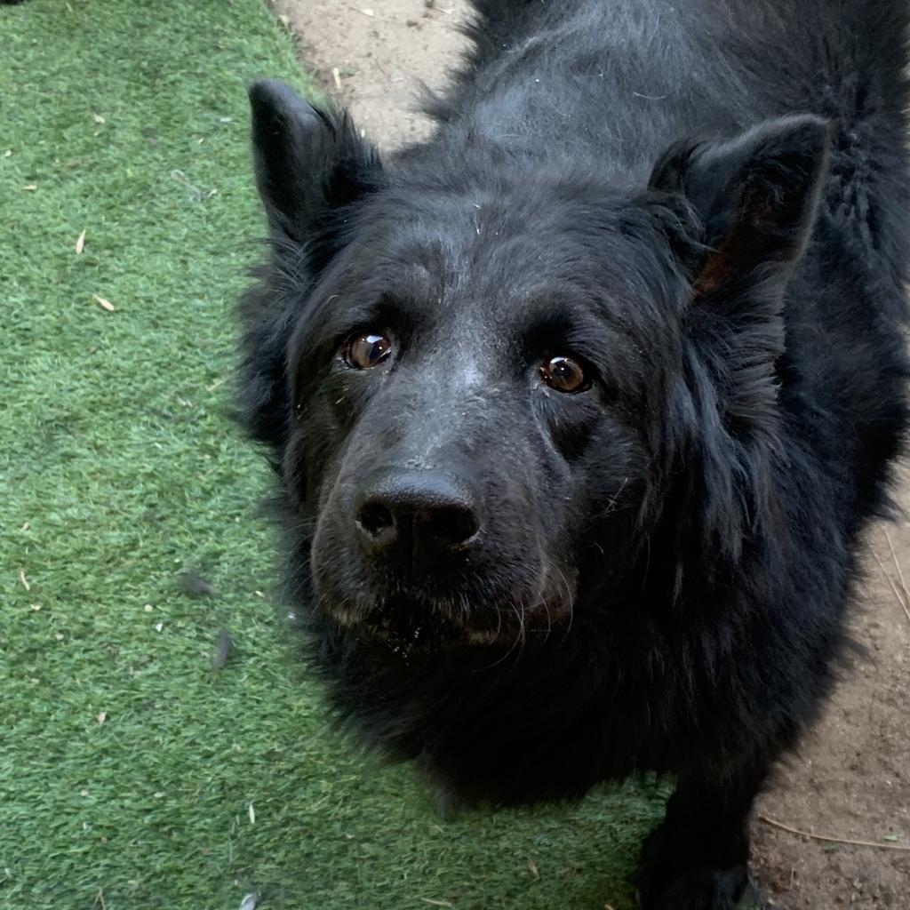 Enlarge Roo, a Adoptable mixed breed in Fort Collins, CO image 5/6
