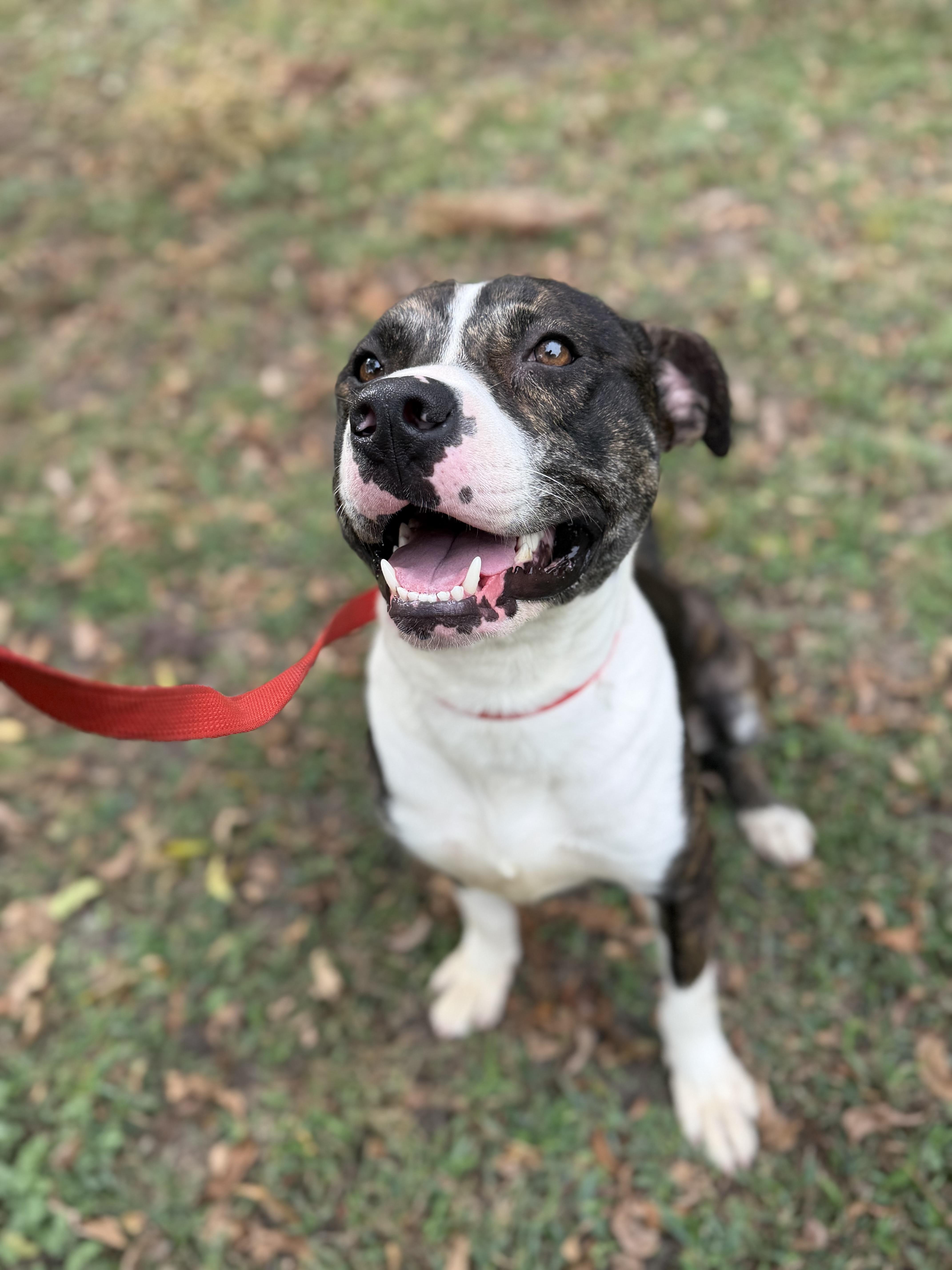 Secretary A2026403, Adoptable, Adult Male Pit Bull Terrier.