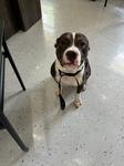 Secretary A2026403, Adoptable, Adult Male Pit Bull Terrier.