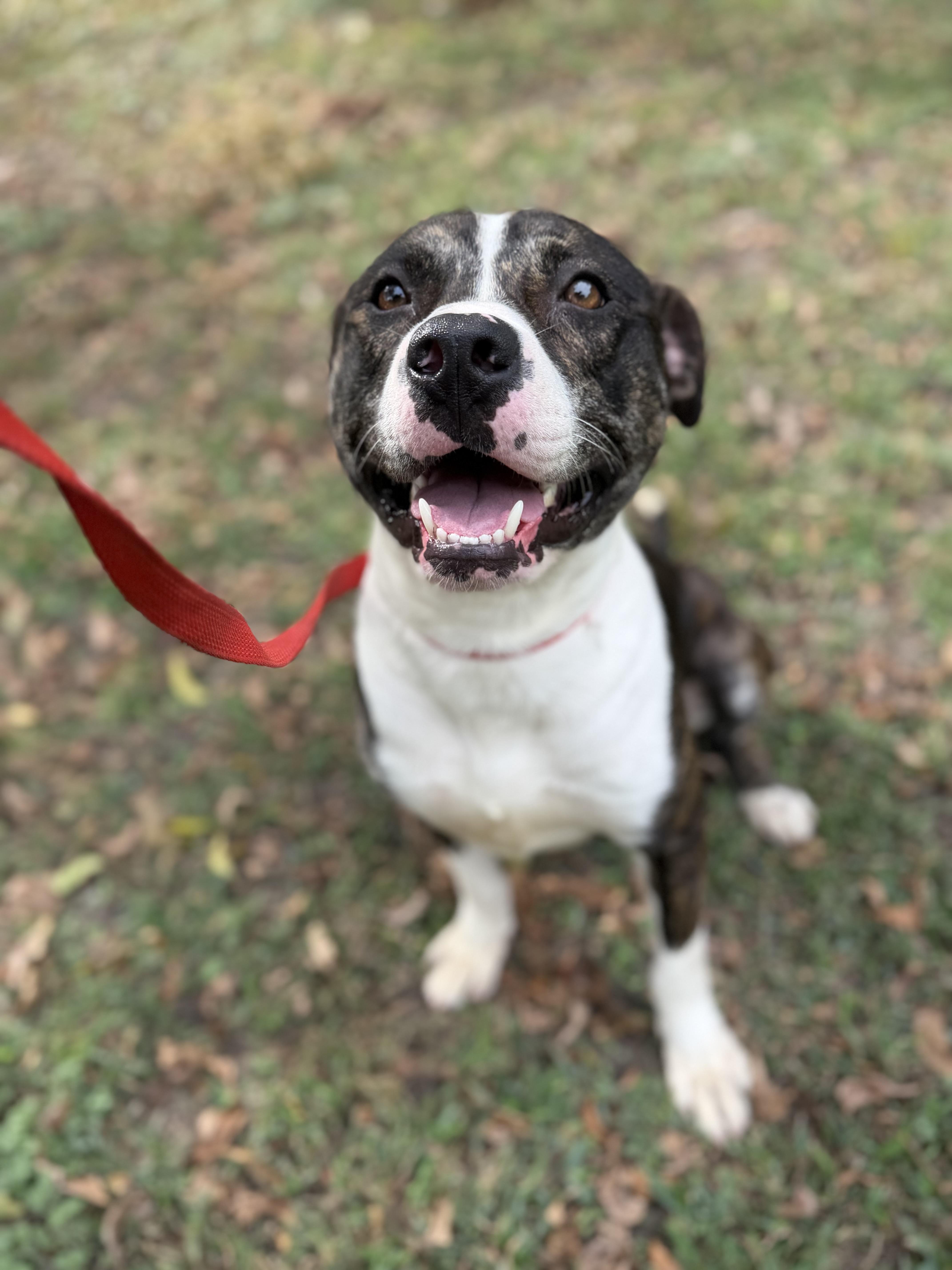 Enlarge Secretary A2026403, a Adoptable Pit Bull Terrier in Sherman, TX image 3/4