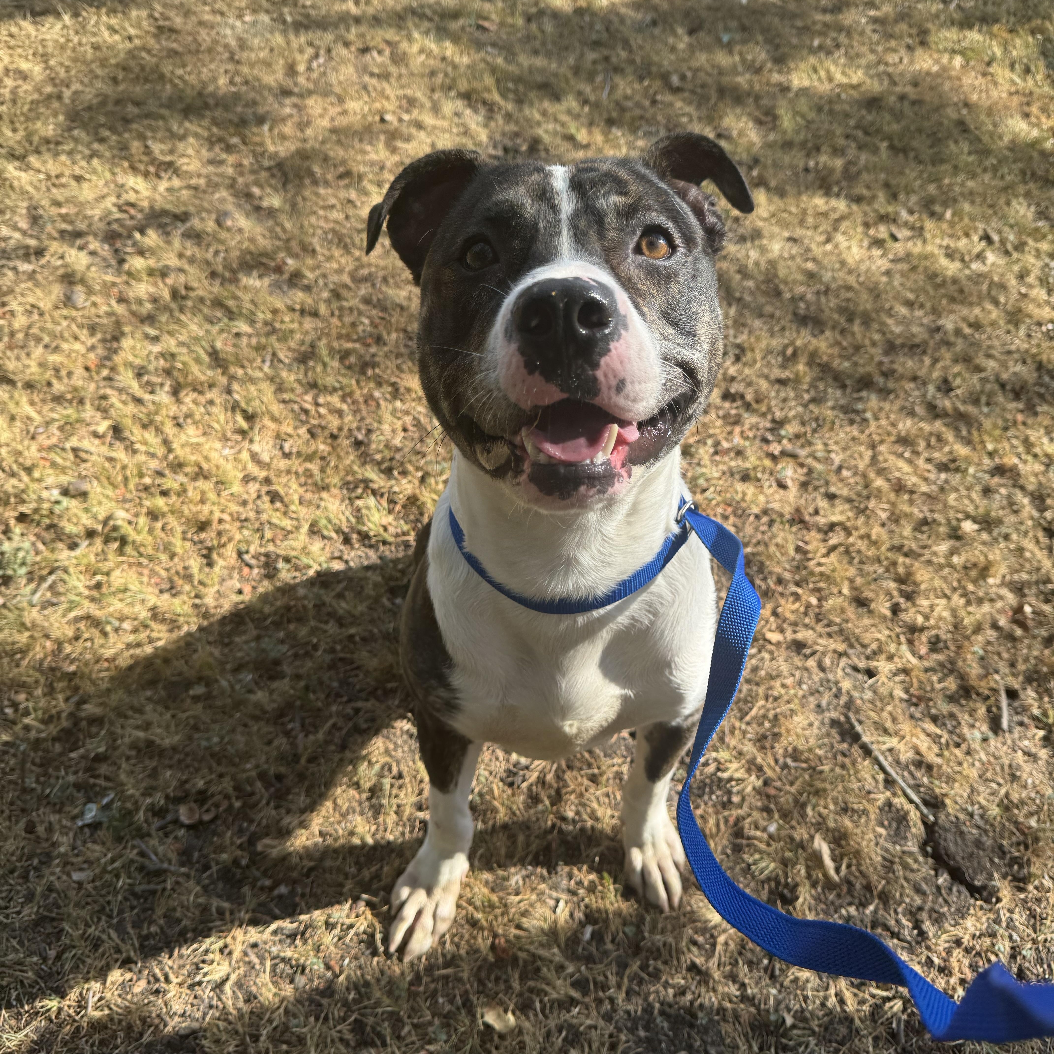 Enlarge Secretary A2026403, a Adoptable Pit Bull Terrier in Sherman, TX image 2/4