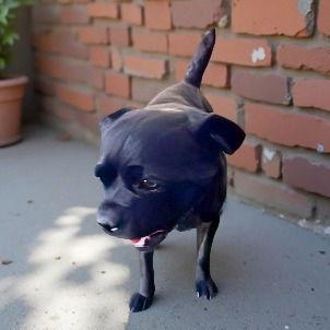 Enlarge KEITH, a Adoptable Pug in Pasadena, CA image 1/1