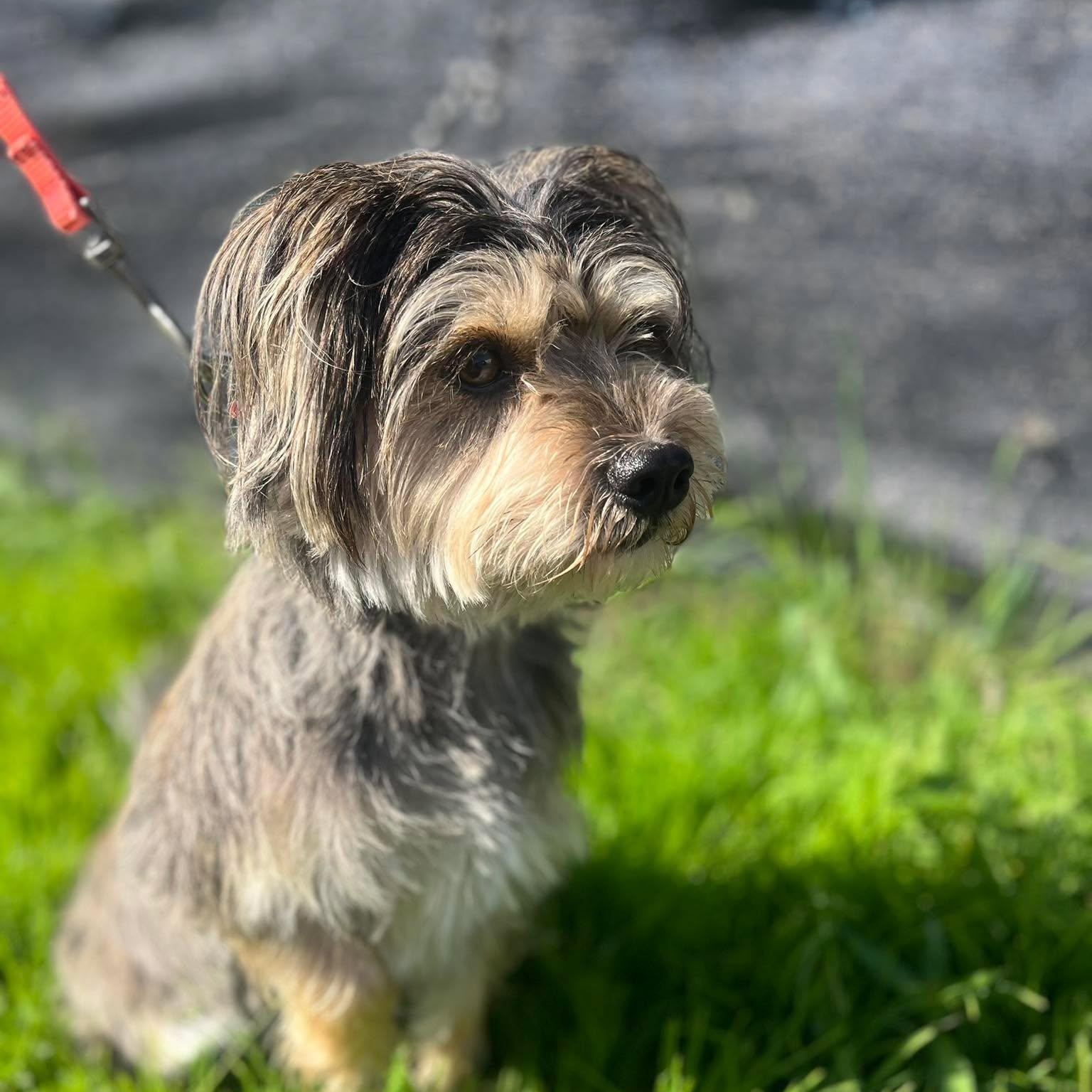 Happy, ADOPTABLE, Adult Male Yorkshire Terrier.