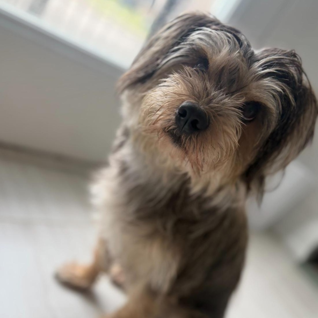 Happy, a ADOPTABLE mixed breed in Barrie, ON image 3/6