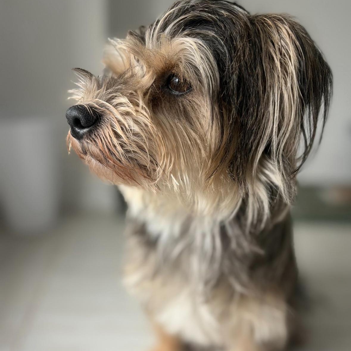 Happy, a ADOPTABLE mixed breed in Barrie, ON image 4/6