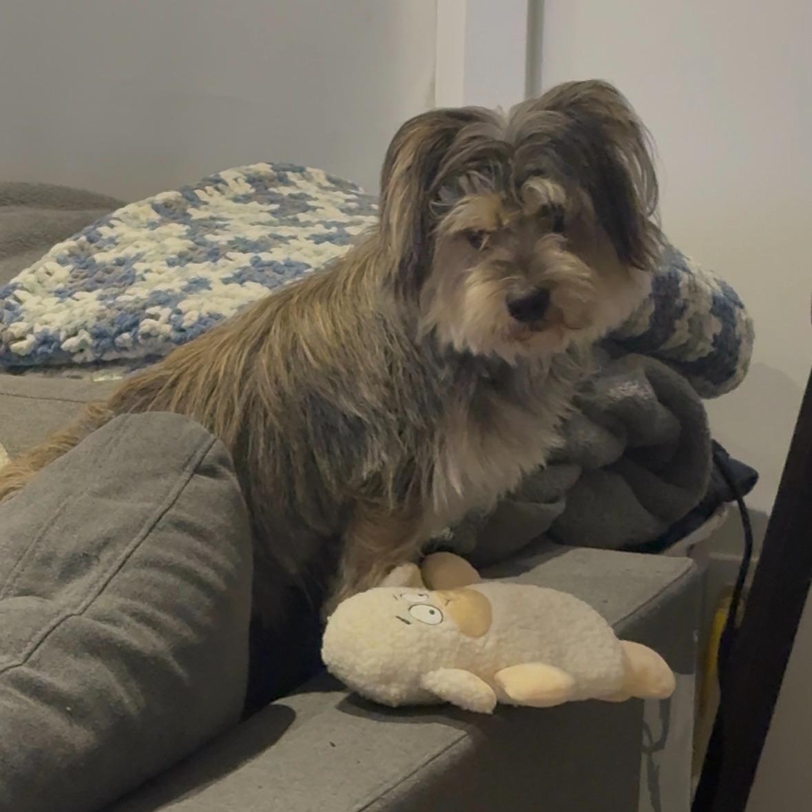 Happy, a ADOPTABLE mixed breed in Barrie, ON image 2/6