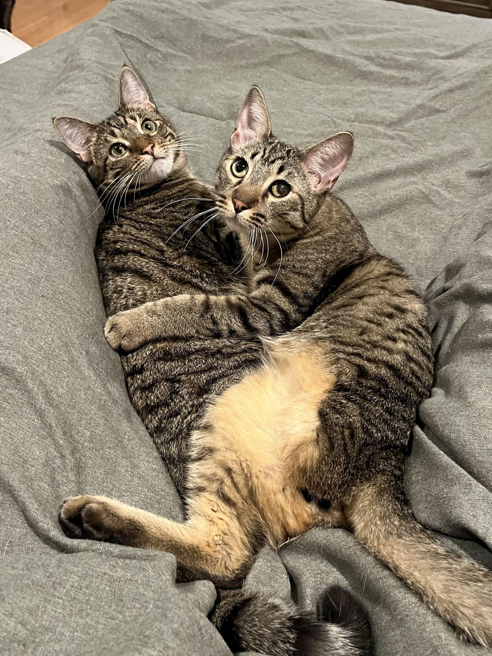 Alice & Triscuit, Adopted, Young Male Domestic Short Hair.