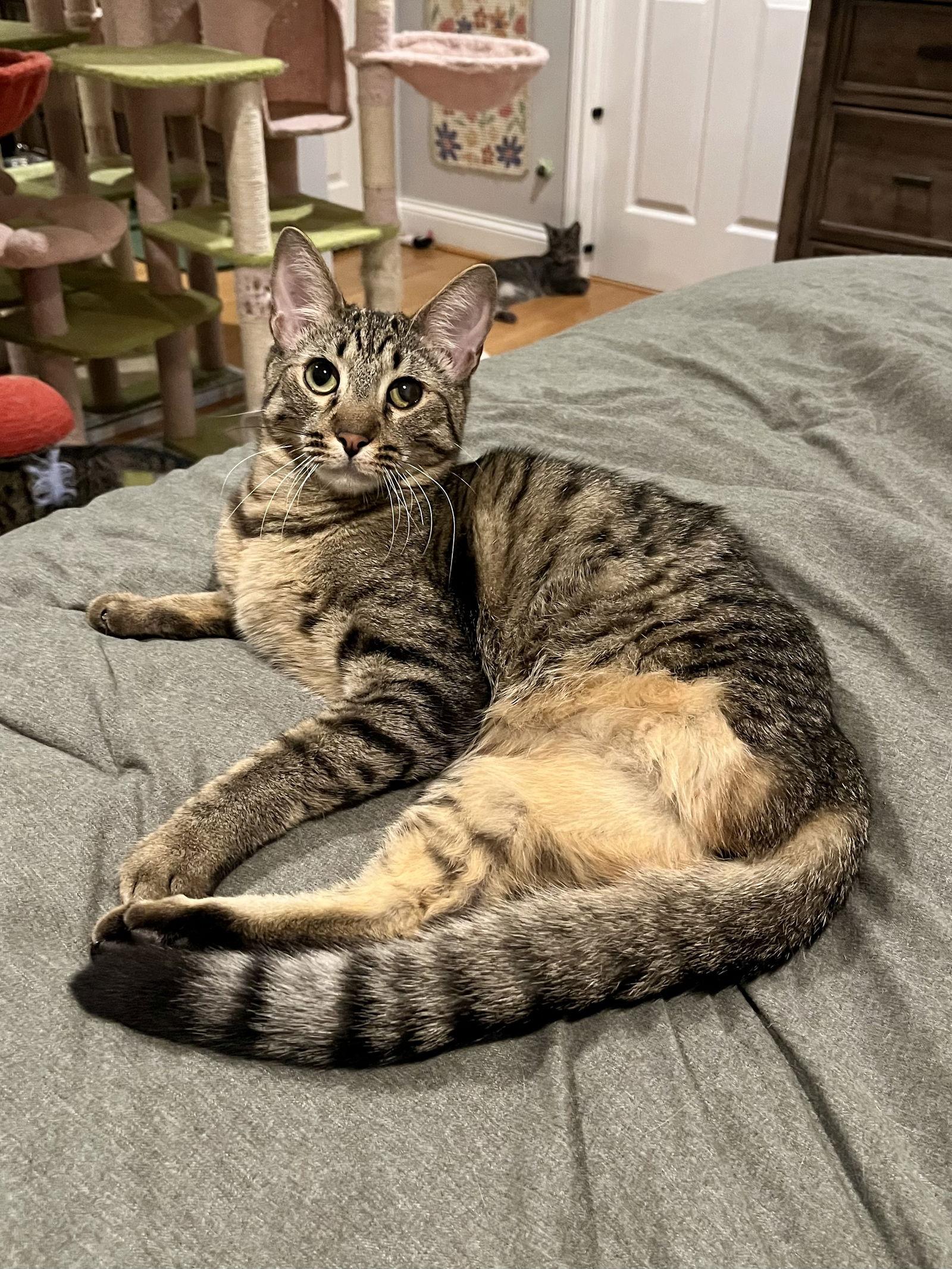 Enlarge Alice & Triscuit, a Adopted Domestic Short Hair in Long Beach, CA image 3/3