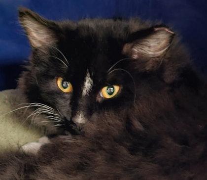 Enlarge Maurice Gibbs - must adopt with Robin, a Adoptable mixed breed in Hudson, MA image 1/3