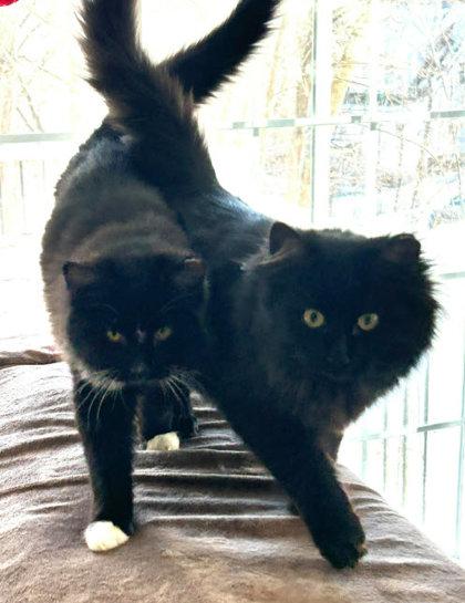 Maurice Gibbs - must adopt with Robin, Adoptable, Young Male Domestic Long Hair & Domestic Short Hair.