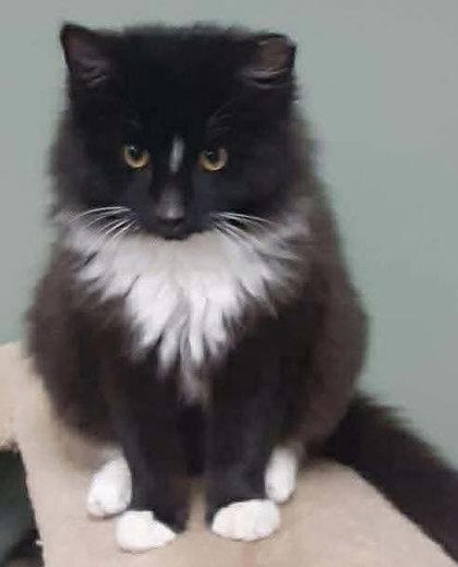 Enlarge Maurice Gibbs - must adopt with Robin, a Adoptable mixed breed in Hudson, MA image 3/3