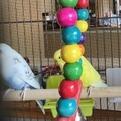 Enlarge Cluck Norris with Sir Beeks-a-Lot and Beaky Blinders-In foster, a Adoptable Parakeet (Other) in Springfield, MA image 2/5
