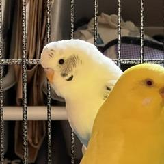 Enlarge Cluck Norris with Sir Beeks-a-Lot and Beaky Blinders-In foster, a Adoptable Parakeet (Other) in Springfield, MA image 3/5
