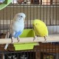 Enlarge Cluck Norris with Sir Beeks-a-Lot and Beaky Blinders-In foster, a Adoptable Parakeet (Other) in Springfield, MA image 4/5