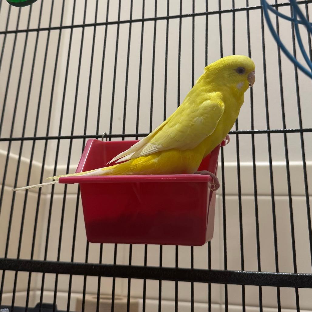 Enlarge Cluck Norris with Sir Beeks-a-Lot and Beaky Blinders-In foster, a Adoptable Parakeet (Other) in Springfield, MA image 5/5