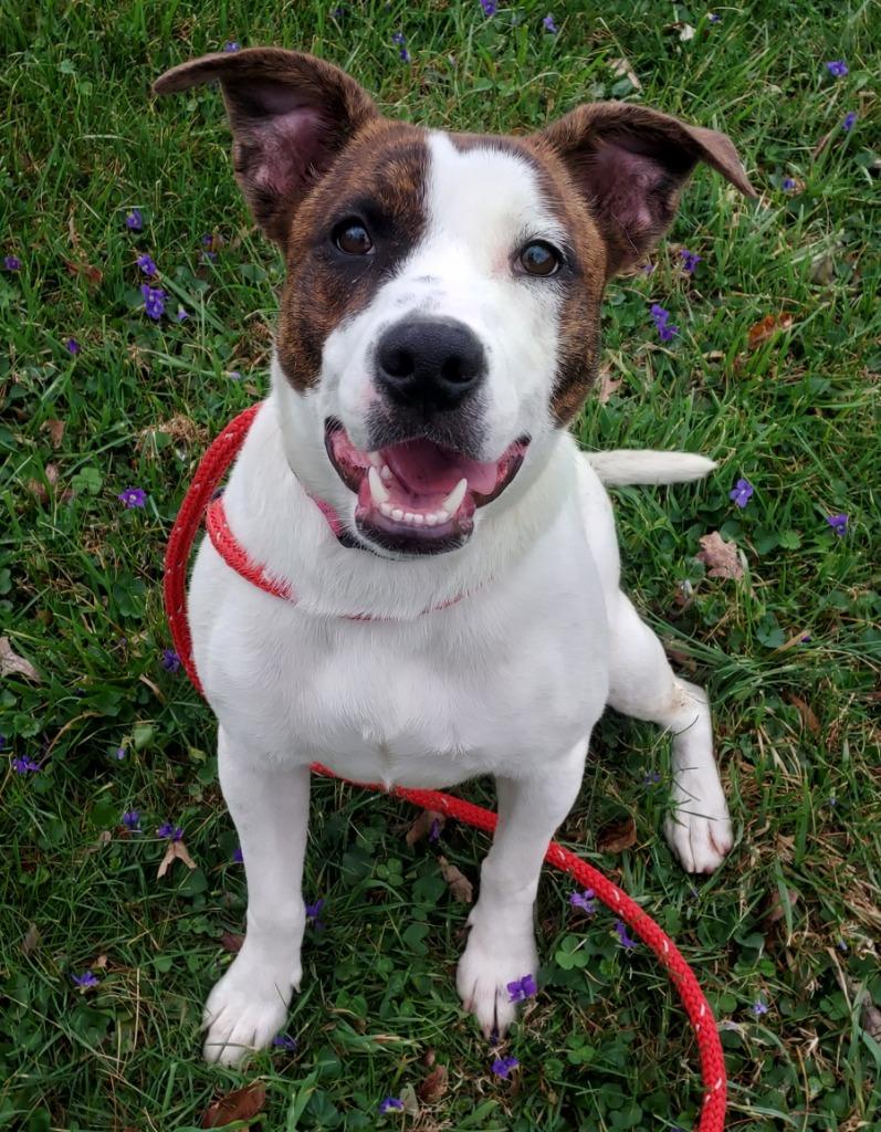 Petunia, Adoptable, Young Female Jack Russell Terrier & Mixed Breed.
