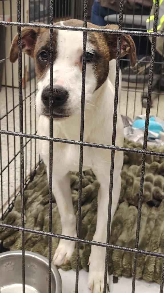 Enlarge Petunia, a Adoptable mixed breed in Saint Clairsville, OH image 2/2