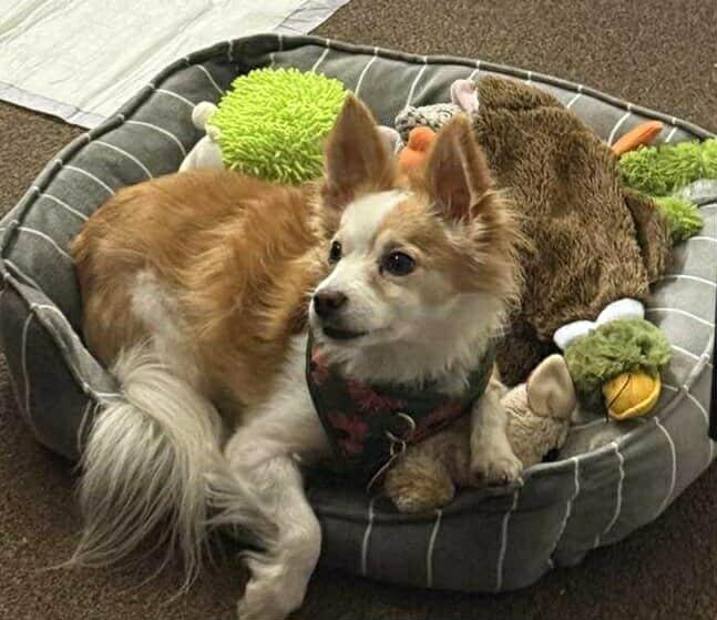 Tucker, Adoptable, Senior Male Chihuahua & Jack Russell Terrier.