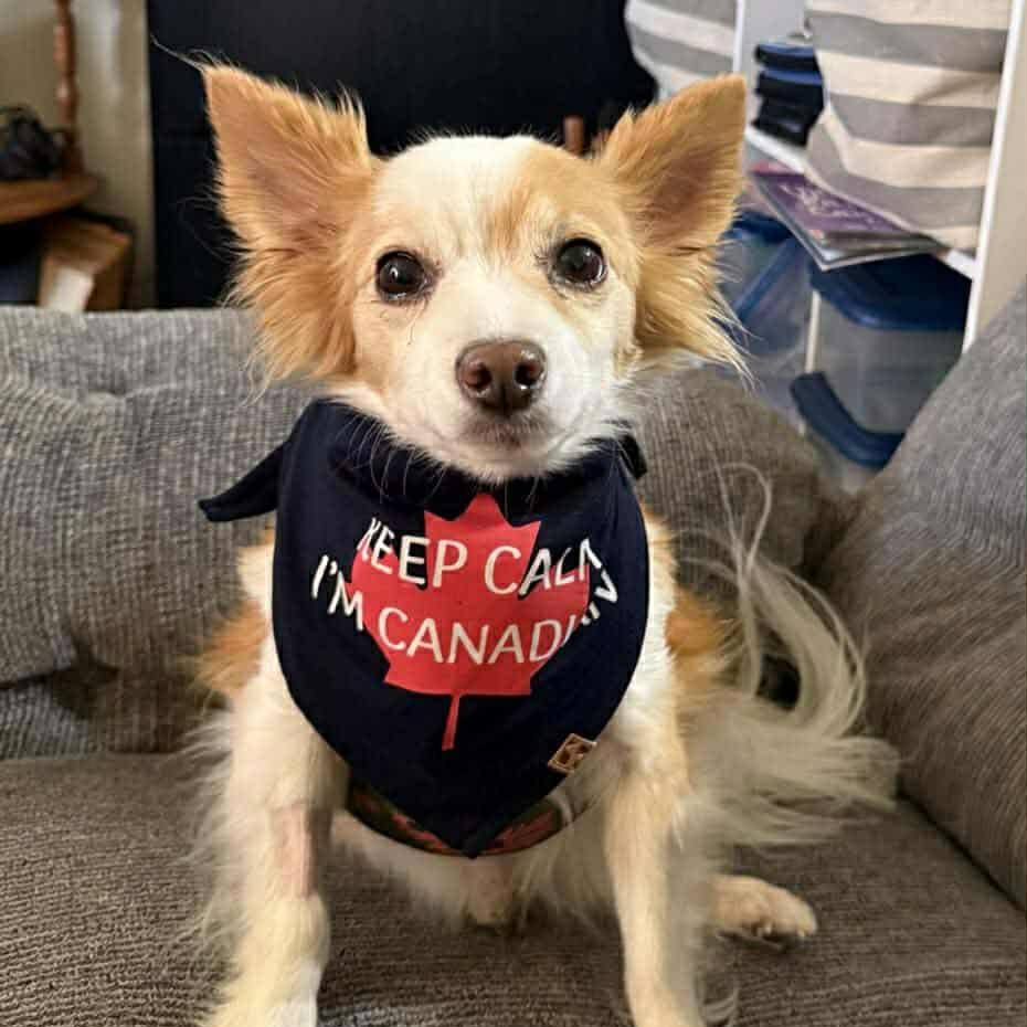 Enlarge Tucker, a Adoptable mixed breed in St Thomas, ON image 2/4