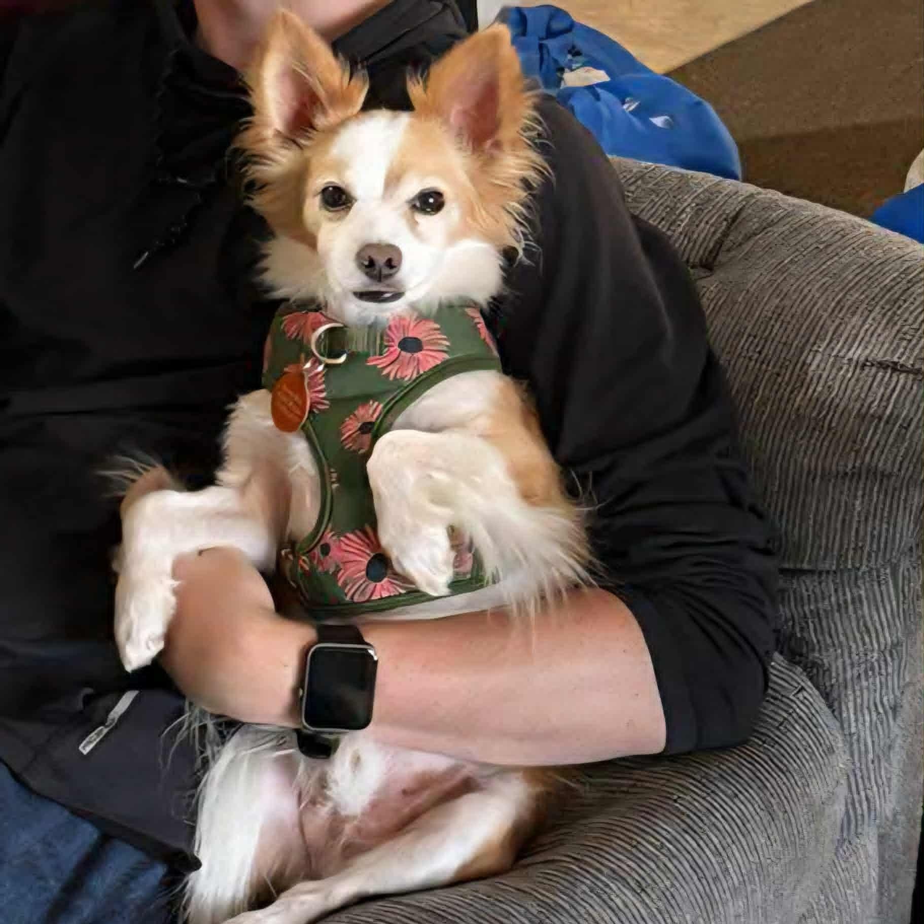 Enlarge Tucker, a Adoptable mixed breed in St Thomas, ON image 3/4