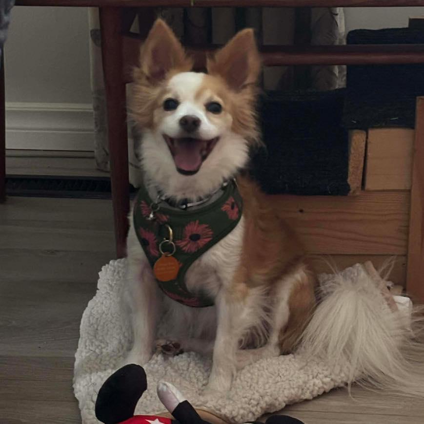 Enlarge Tucker, a Adoptable mixed breed in St Thomas, ON image 4/4