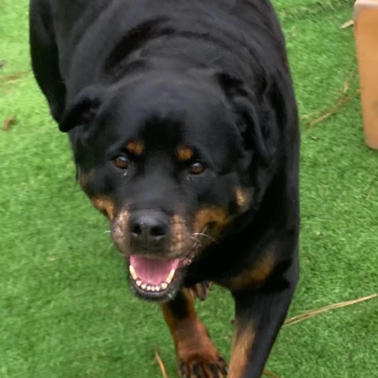 Misty, ADOPTABLE, Adult Female Rottweiler.
