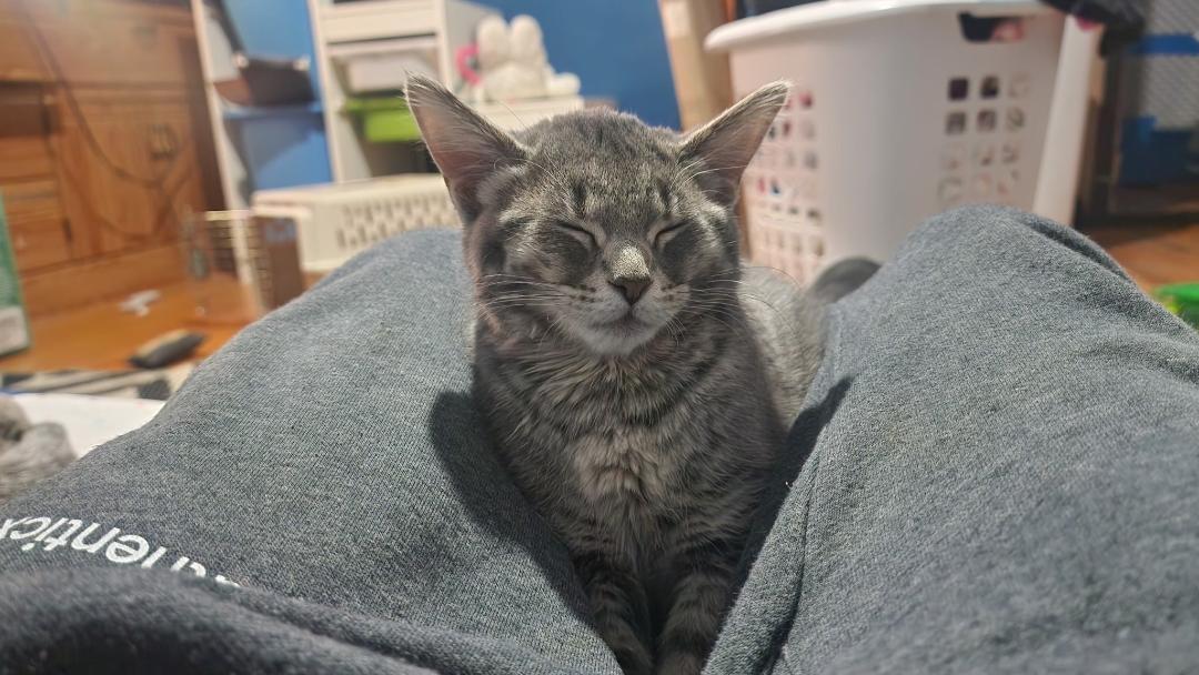 Enlarge Thunder, an adopted Domestic Short Hair in Mokena, IL image 2/4