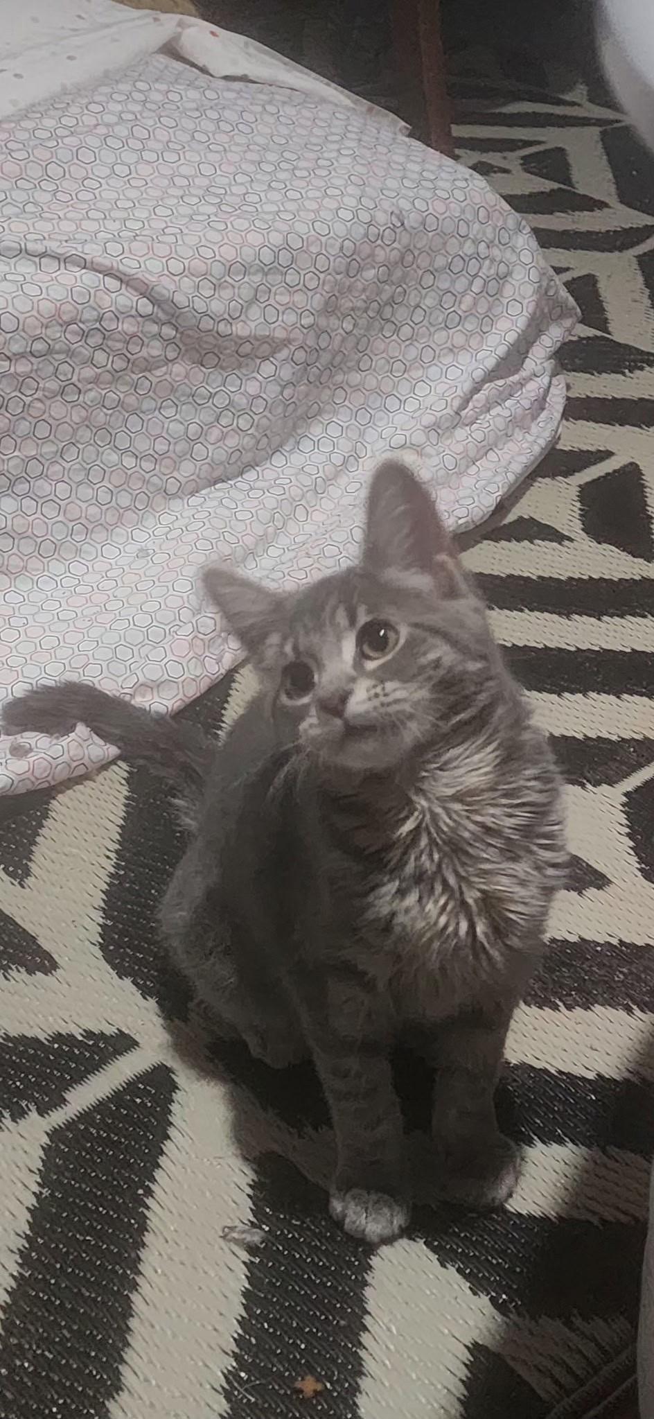 Enlarge Thunder, an adopted Domestic Short Hair in Mokena, IL image 4/4