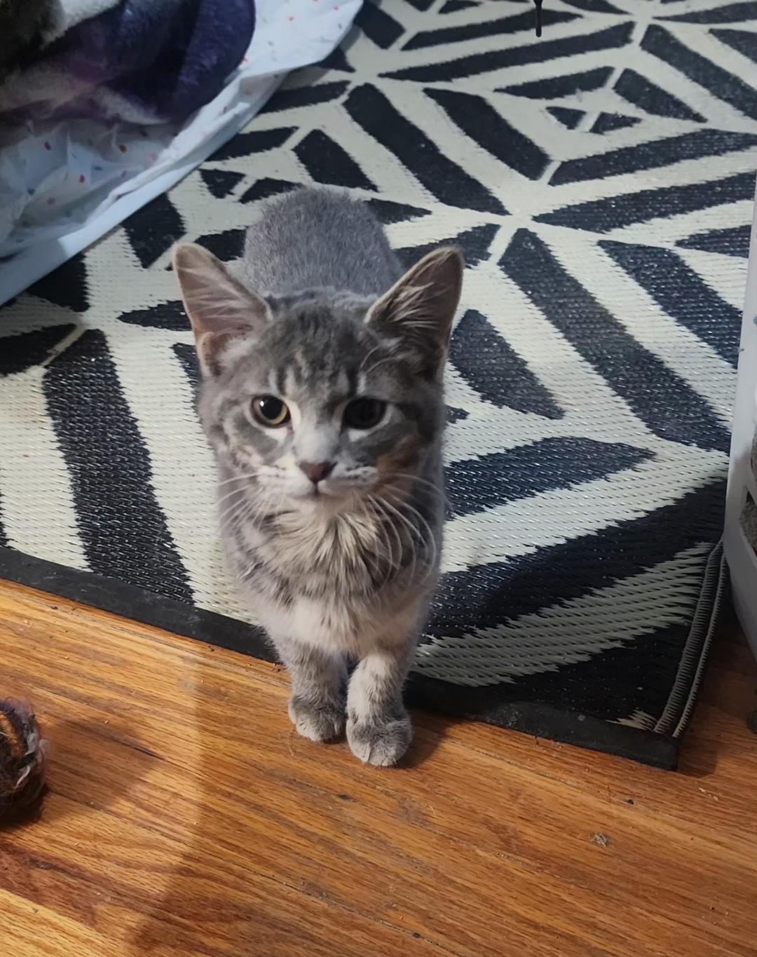 Enlarge Thunder, an adopted Domestic Short Hair in Mokena, IL image 1/4