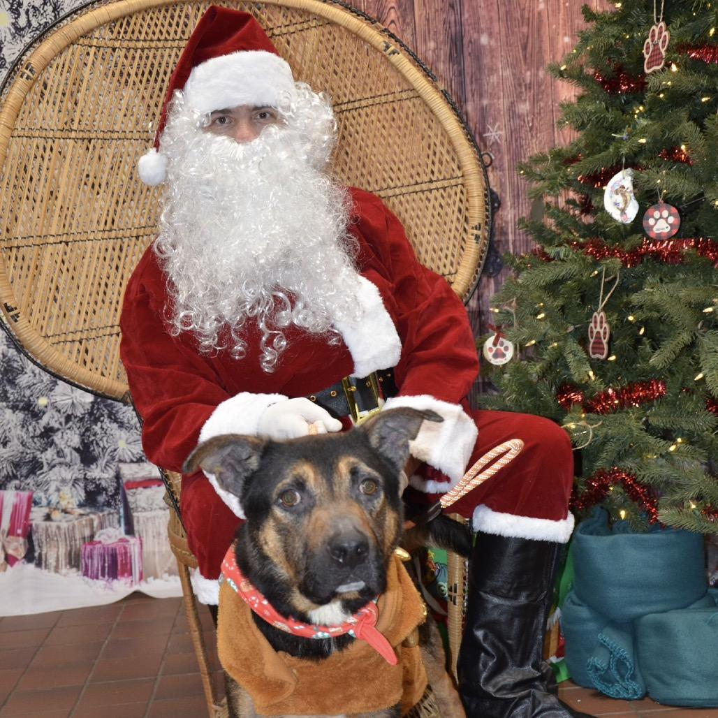 Otie, Adoptable, Adult Male Mixed Breed.