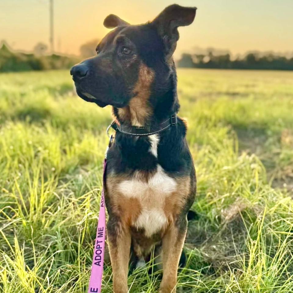 Otie, Adoptable, Adult Male Mixed Breed.