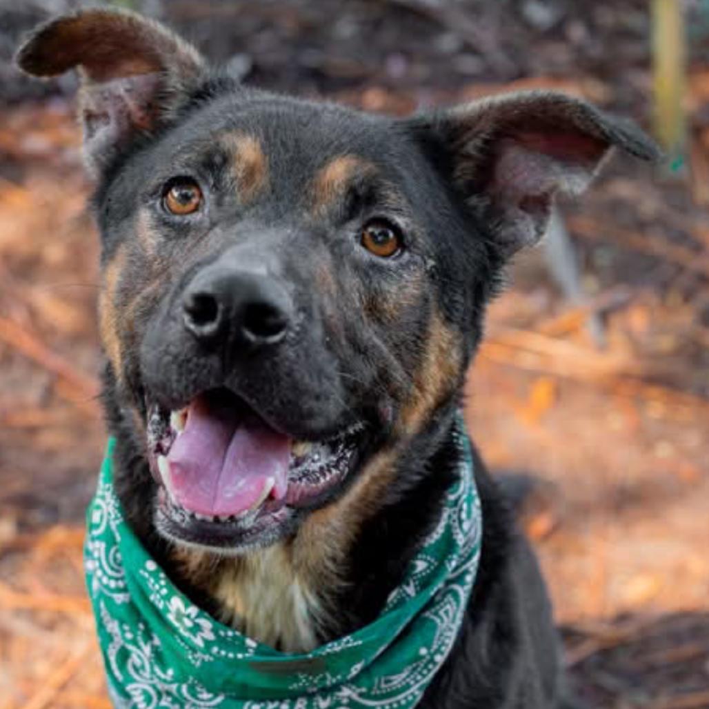 Otie, a Adoptable Mixed Breed in Milton, FL image 2/6