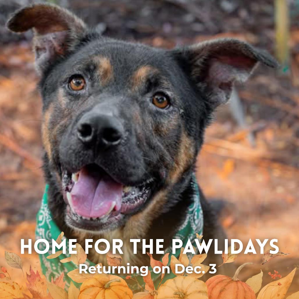 Otie, a Adoptable Mixed Breed in Milton, FL image 4/6