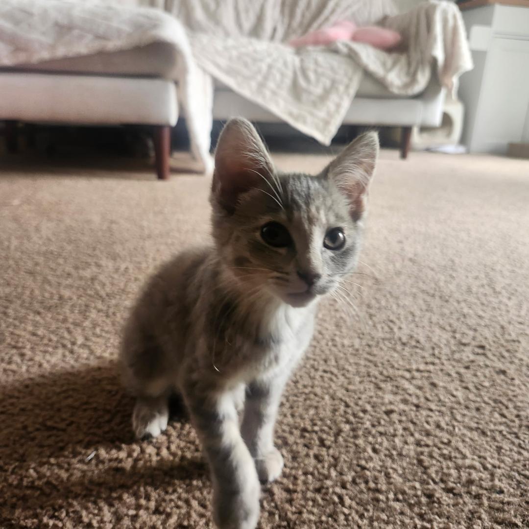 Odette, Baby Female Domestic Short Hair