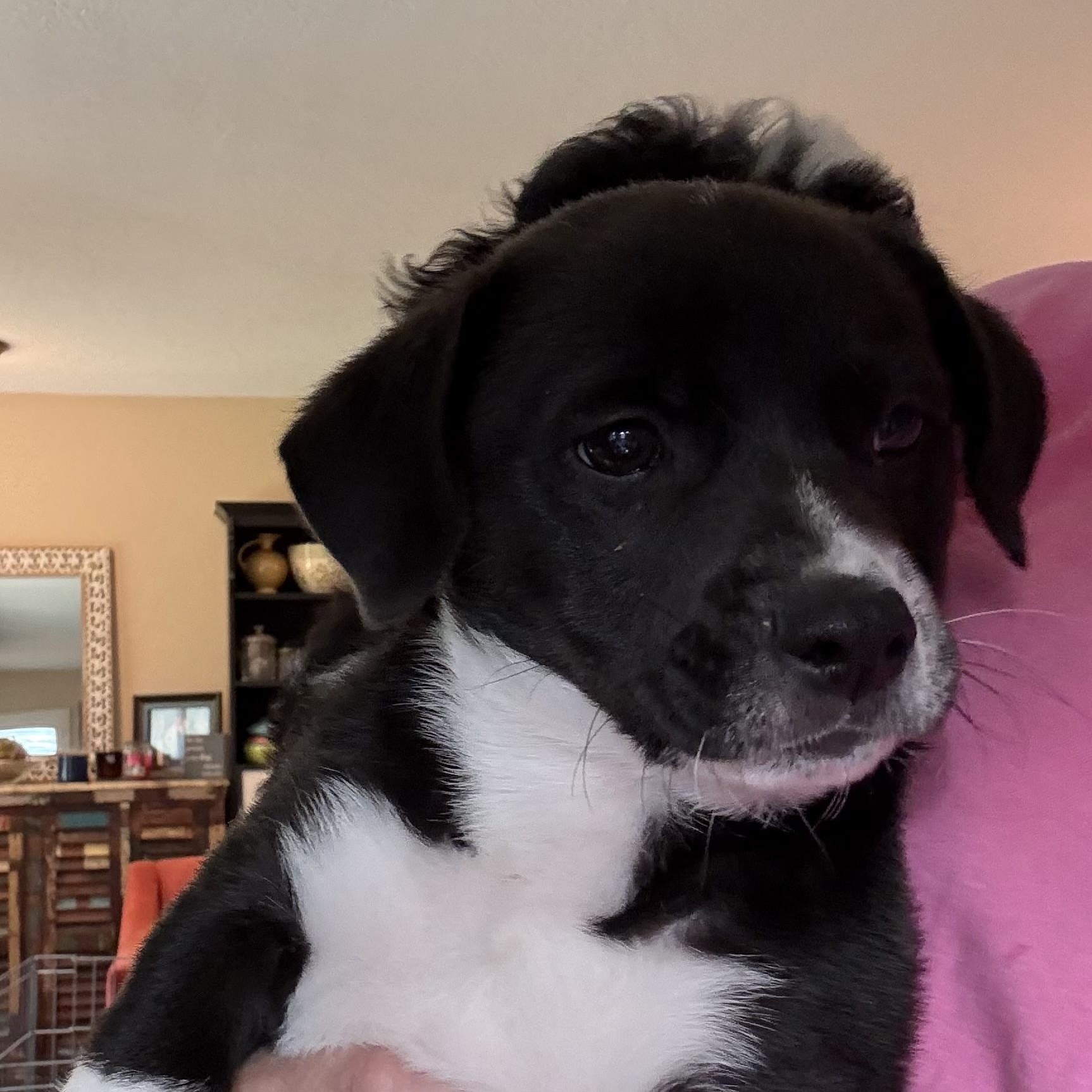 Garrett, adopted, Puppy Male Maltese & American Staffordshire Terrier.