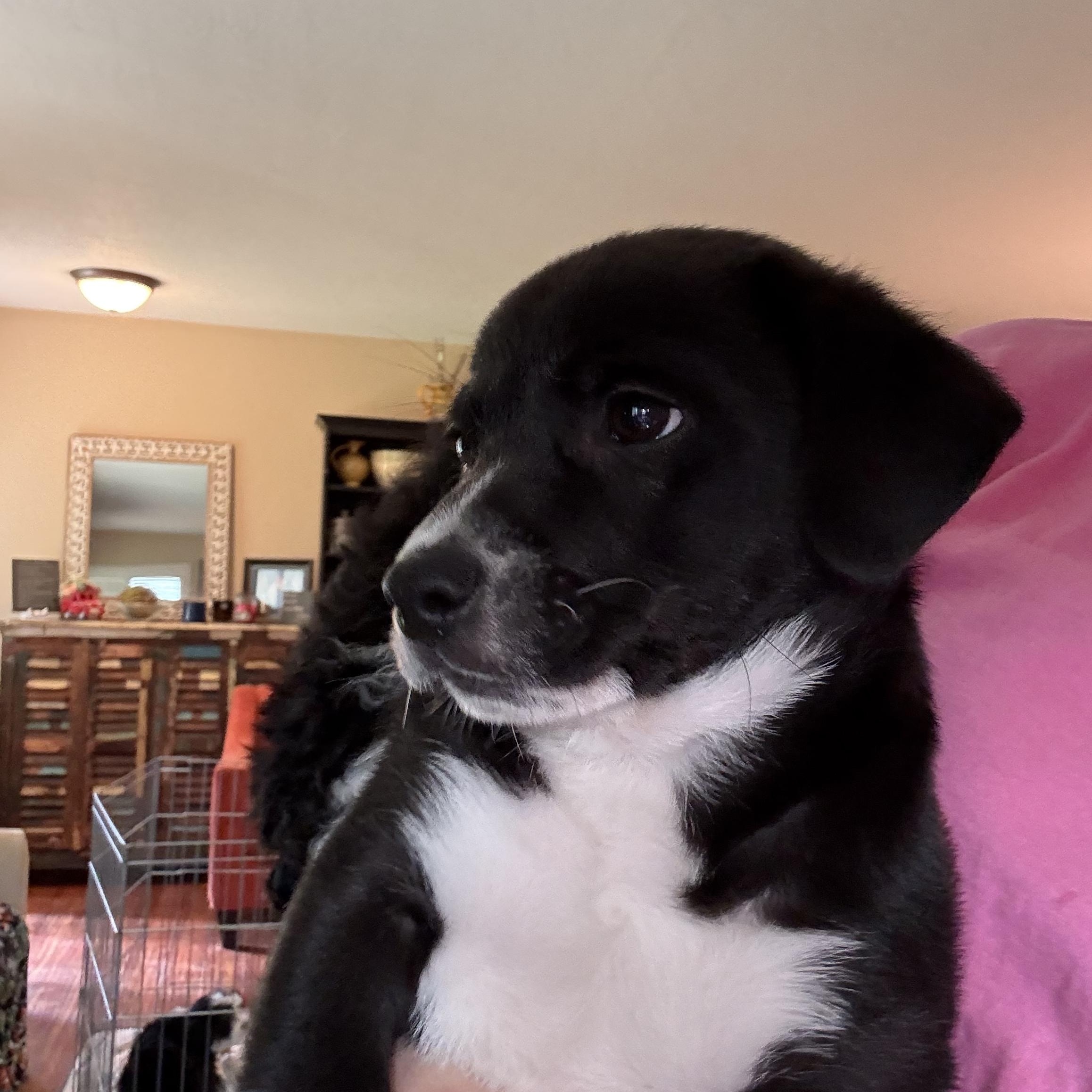 Enlarge Garrett, an adopted mixed breed in citrus heights, CA image 3/3