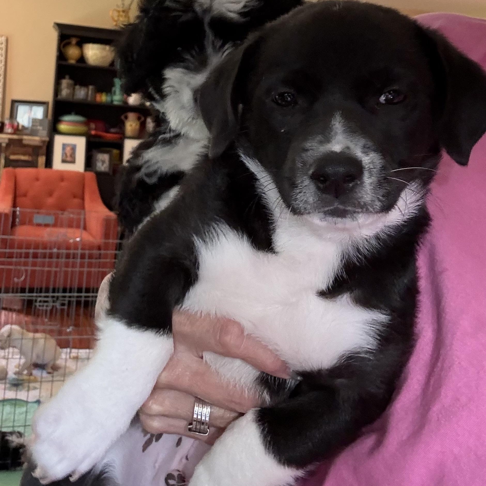 Enlarge Garrett, an adopted mixed breed in citrus heights, CA image 2/3