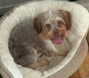 Griffin, now Benny, Adopted, Adult Male Yorkshire Terrier.