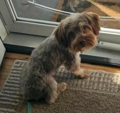 Enlarge Griffin, now Benny, a Adopted Yorkshire Terrier in Crossville, TN image 1/6