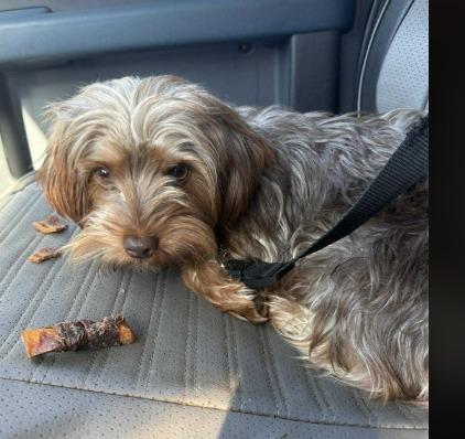 Griffin, now Benny, a Adopted Yorkshire Terrier in Crossville, TN image 3/6