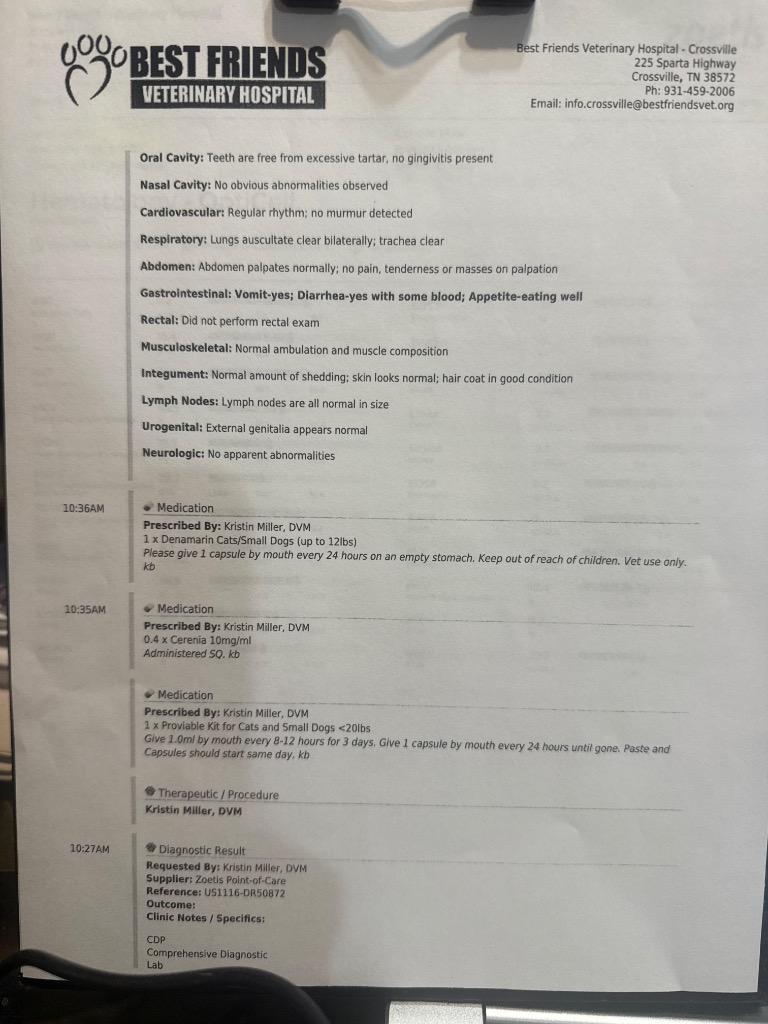 Enlarge Griffin, now Benny, a Adopted Yorkshire Terrier in Crossville, TN image 3/6