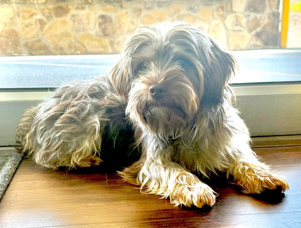 Enlarge Griffin, now Benny, a Adopted Yorkshire Terrier in Crossville, TN image 6/6