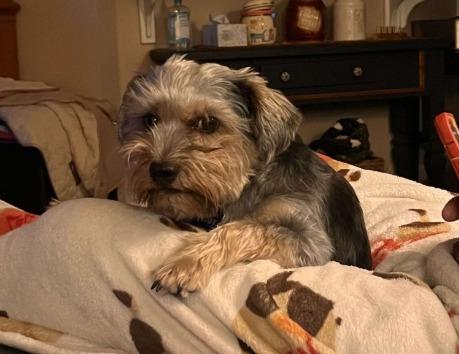 Griffin, now Benny, a Adopted Yorkshire Terrier in Crossville, TN image 6/6