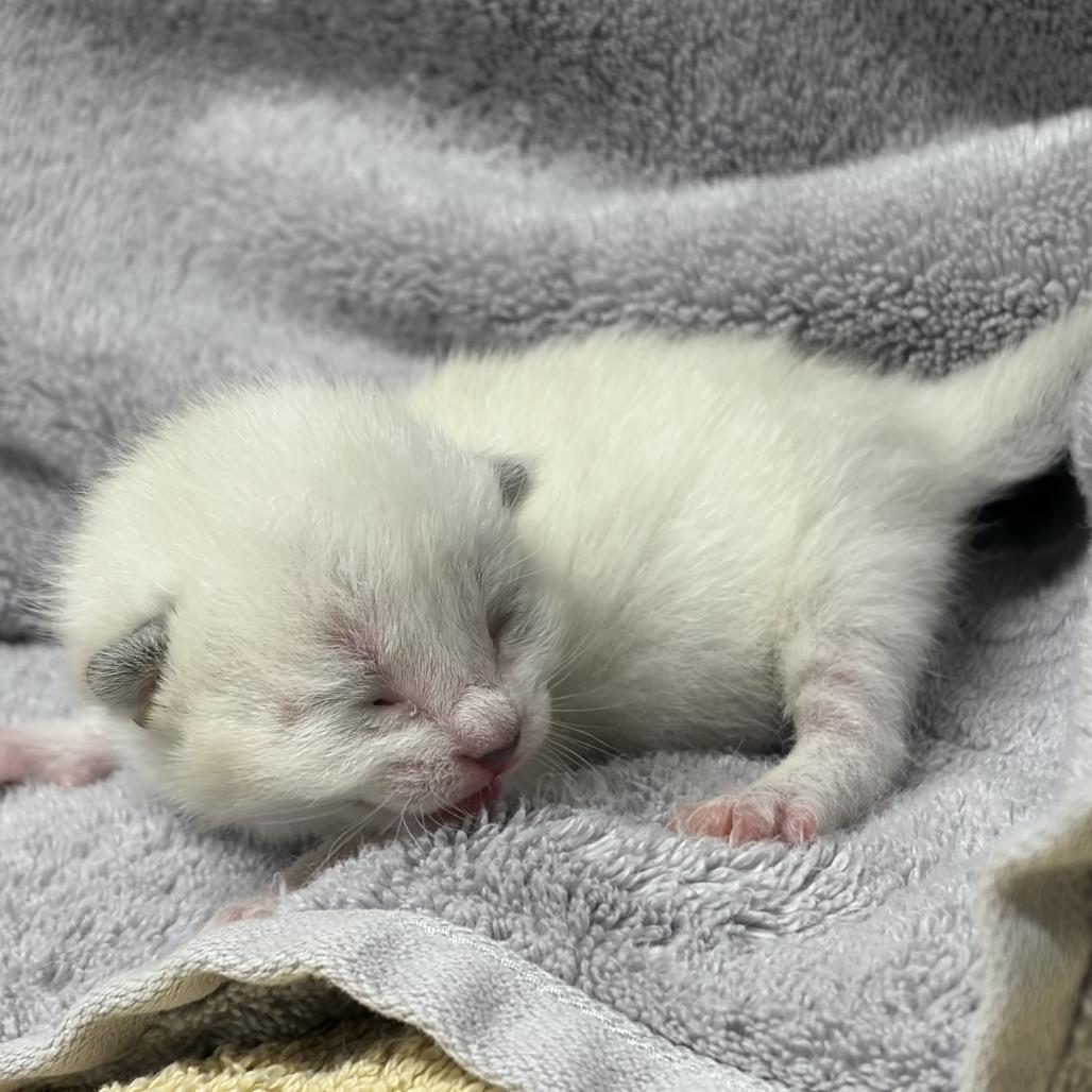 Enlarge STRAY KITTEN "Caribbean", a Adoptable Domestic Short Hair in Saint Cloud, MN image 1/1