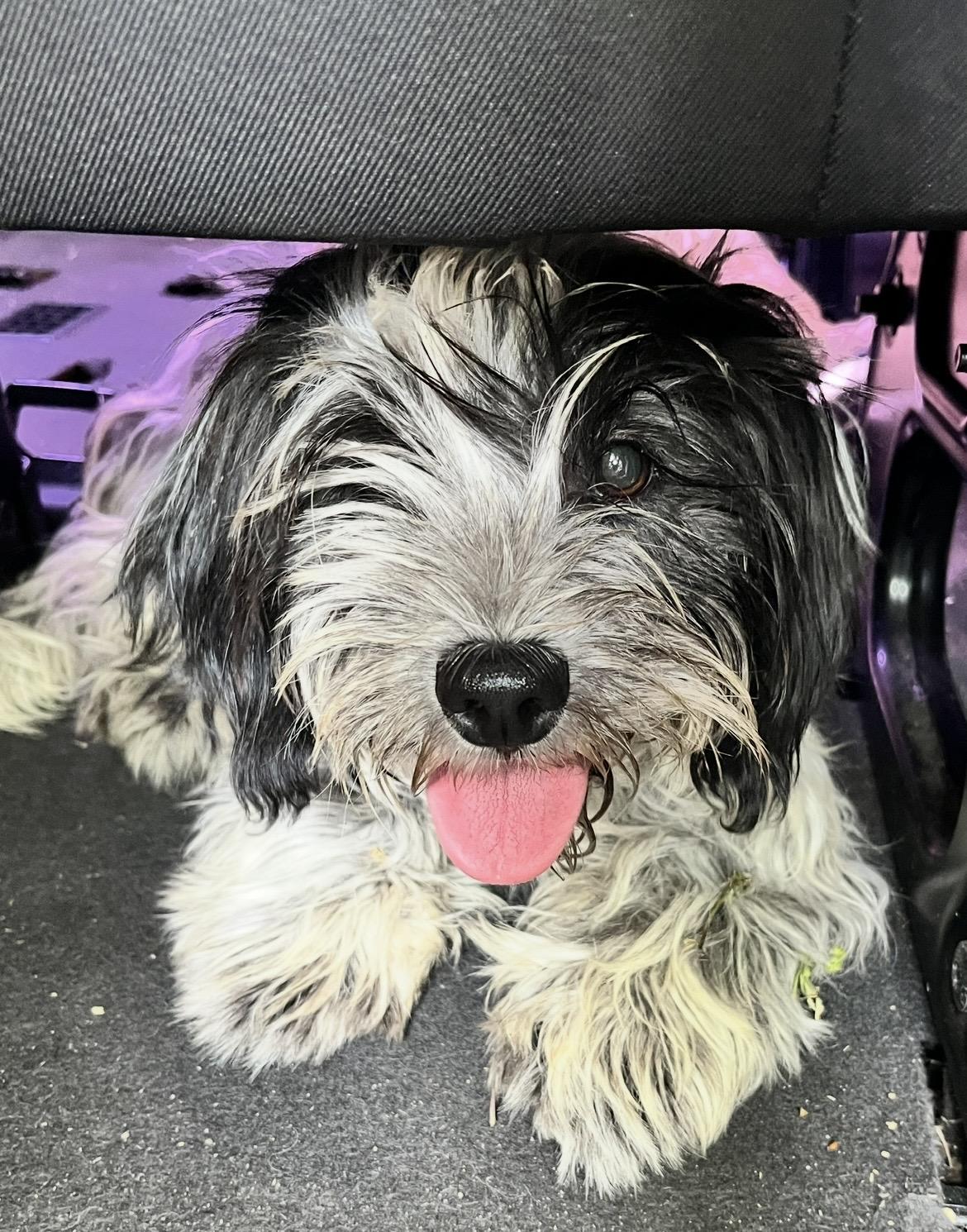 JILL, adopted, Young Female Shih Tzu & Cairn Terrier.